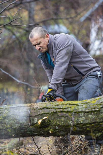 Trabajador forestal: el leñador trabaja con motosierra. Corta un gran árbol en el bosque
. - Foto, Imagen