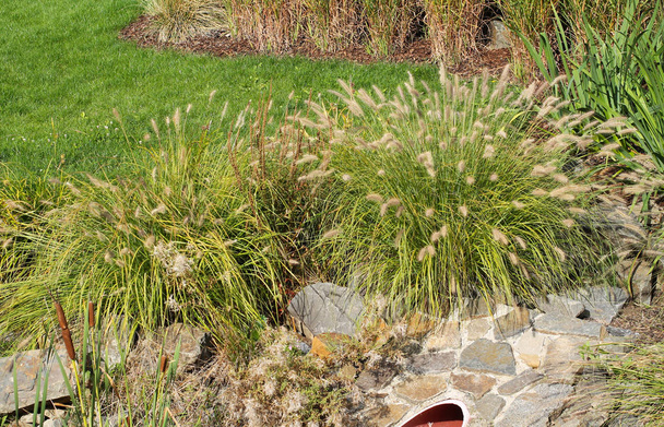 dos colmillos de hierba de fuente china (Pennisetum alopecuroides) en el parque
 - Foto, imagen