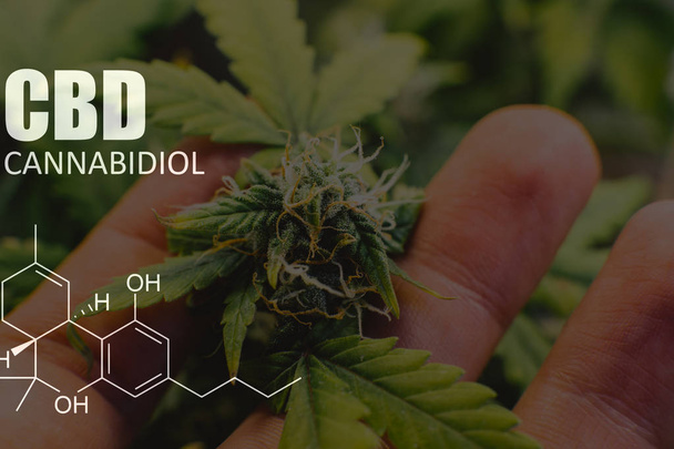 Growing  medical marijuana in USA. Weed buds close-up - Photo, Image