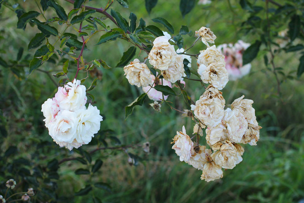 веточка розового куста с выцветающими осенью цветами
 - Фото, изображение