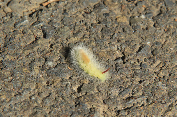 Странная гусеница с мохнатыми белыми волосами на дороге
 - Фото, изображение