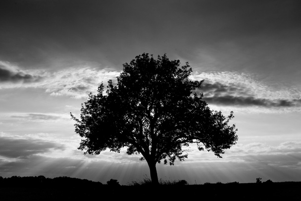 Árbol en blanco y negro
 - Foto, imagen