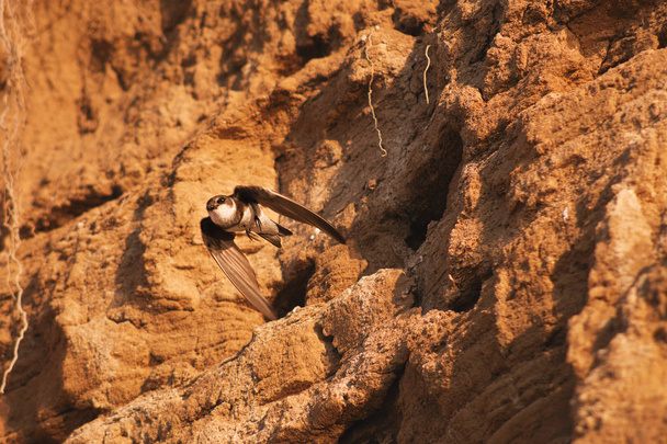 L'oiseau vole hors du vison dans la montagne de sable, Yarovoye, Altaï, Sibérie, Russie
 - Photo, image