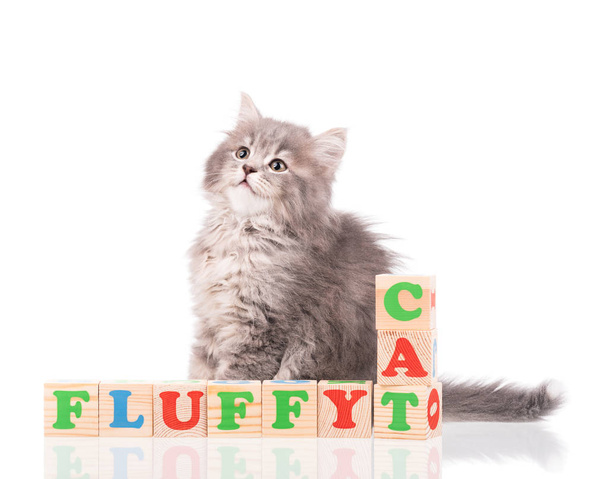 Cute fluffy white kitten with playing cubes isolated over white background - Foto, Imagen