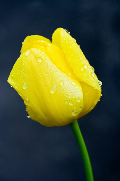 Tulip with water drops - Photo, image