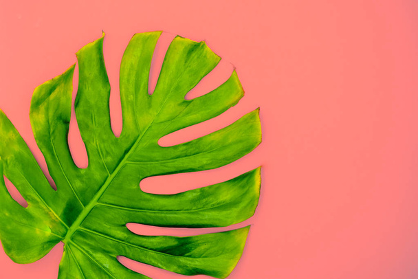 Bright monstrella leaf on a abstract background. Tropical leaf flat wallpaper. - Foto, imagen
