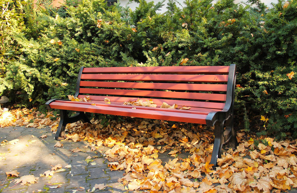 bench next to the coniferous bush and fallen yellow leaves in the park in autumn - Photo, Image