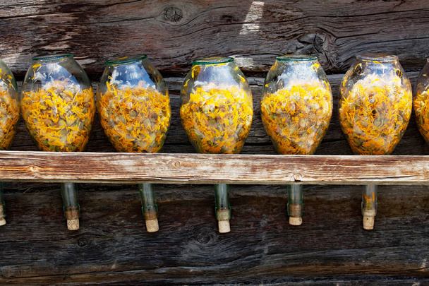 flasks with dried arnica flowers - Fotoğraf, Görsel