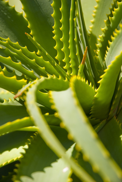 Aloe φύλλα με πορτοκαλί αγκάθια - Φωτογραφία, εικόνα