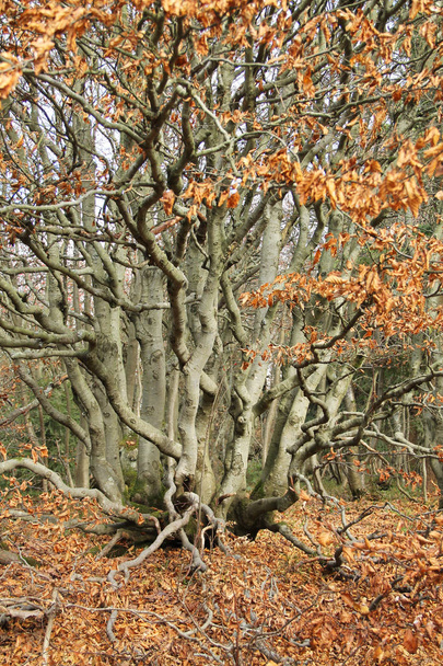 жесткое буковое дерево с кривыми ветвями и апельсиновыми сухими листьями осенью
 - Фото, изображение