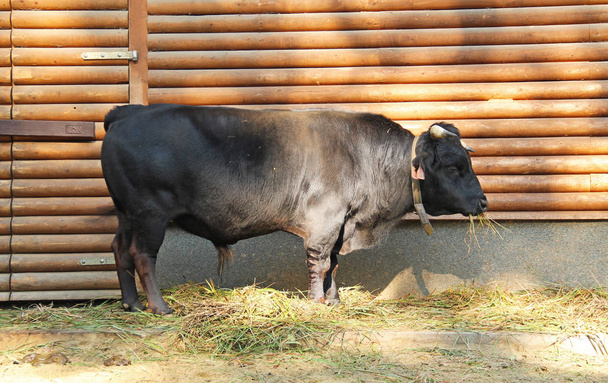 koyu kahverengi inek ayakta inek-evin önünde Evcil - Fotoğraf, Görsel