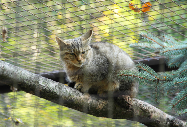 fogságban tartott vadmacska bágyasztó-ra-a fa mögött a homályos sávok az állatkertben  - Fotó, kép