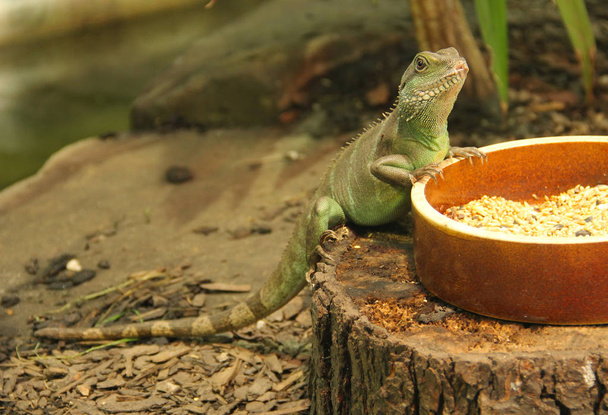 the chinese water dragon (Physignathus cocincinus) on the bowl with food in the terrarium - Photo, Image