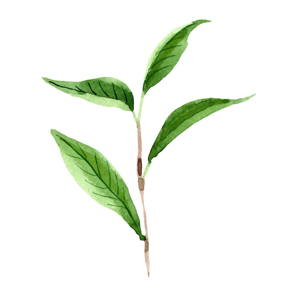Foglie di tè verde isolato elemento illustrazione. Acquerello sfondo illustrazione set
. - Foto, immagini