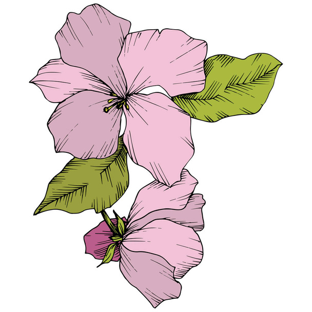 Vector. Appe blossom flowers. Pink and green engraved ink art. I - Вектор,изображение