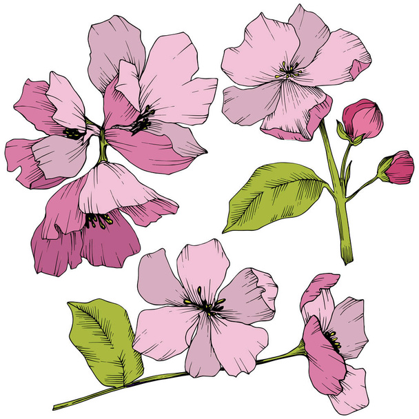 Vector. Appe blossom flowers. Pink and green engraved ink art. I - Vector, imagen