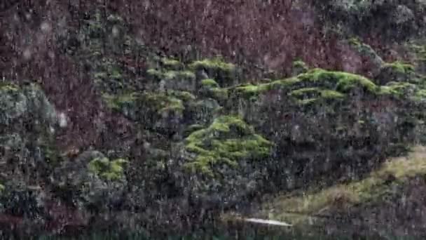 Icendic Forest Snowfall - Πλάνα, βίντεο