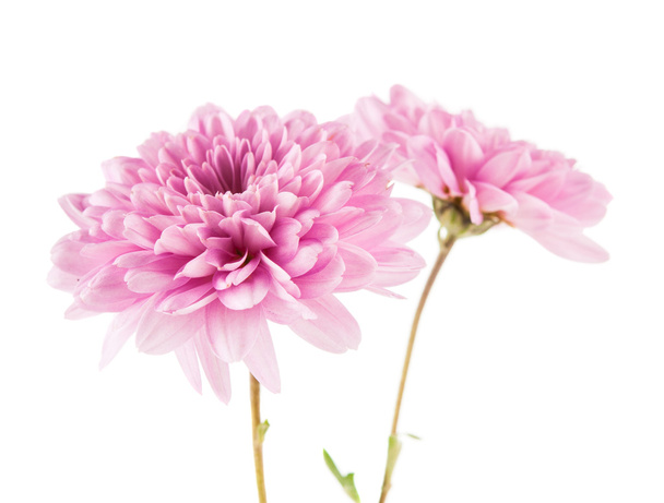 Fleur de chrysanthème
 - Photo, image