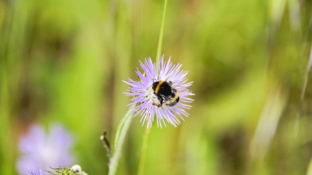 Bee op een bloem, 14:25 uur; Mei 17, 2015, Asturias, Spanje - Foto, afbeelding