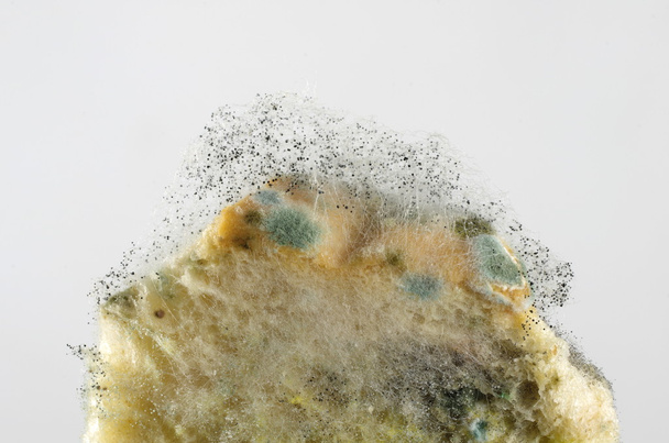 mouldy bread - Фото, изображение