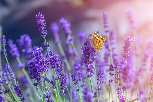 Бабочка на лавандовых цветах в солнечный теплый день
 - Фото, изображение