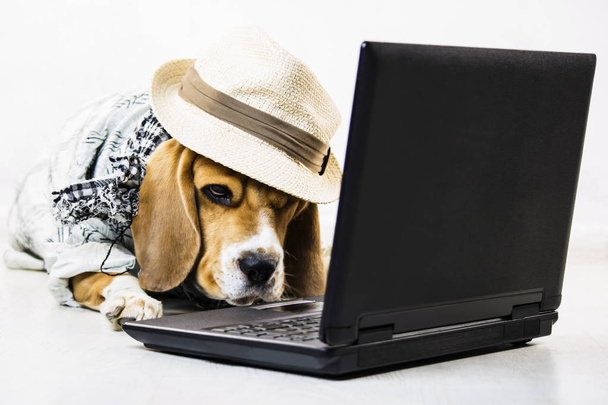 stylish cute funny beagle dog with a hat is watching an internet game laptop on the floor - Foto, Imagem