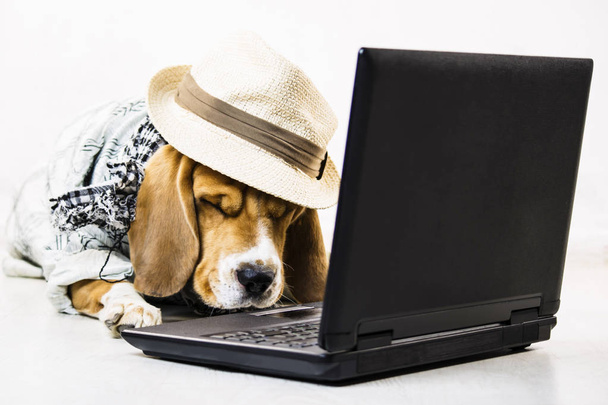 stylish cute funny beagle dog with a hat is watching an internet game laptop on the floor - Фото, зображення