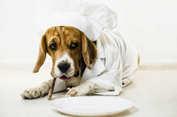 divertente cane beagle in cuffia e uniforme chef cucinerà su un piatto
 - Foto, immagini