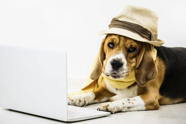 stylish cute funny beagle dog with a hat is watching an internet game laptop on the floor - Фото, изображение