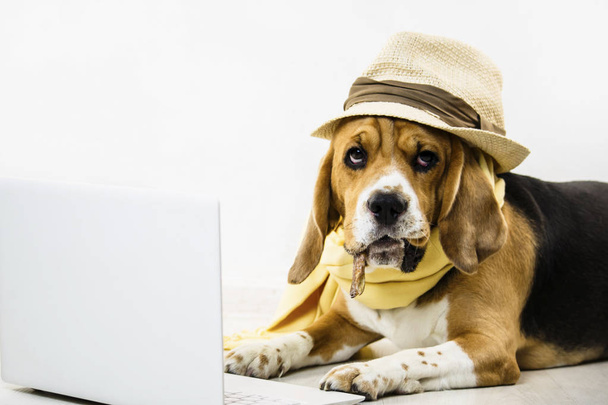 帽子とスタイリッシュなかわいい面白いビーグル犬が床にインター ネット ゲーム ラップトップを見ています。 - 写真・画像