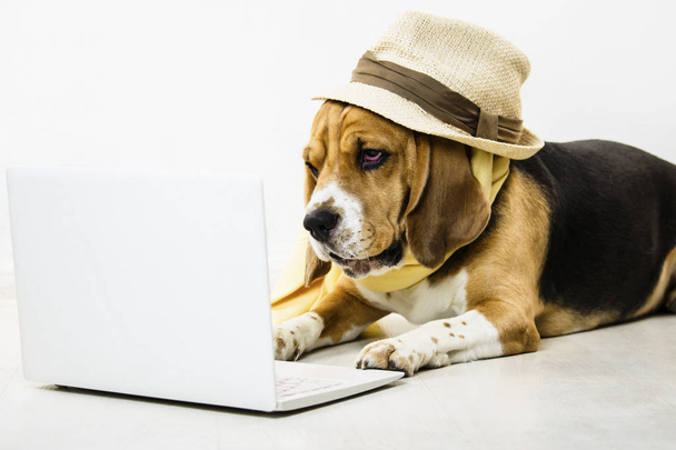 tyylikäs söpö hauska beagle koira hattu katselee internet-peli kannettava lattialla
 - Valokuva, kuva