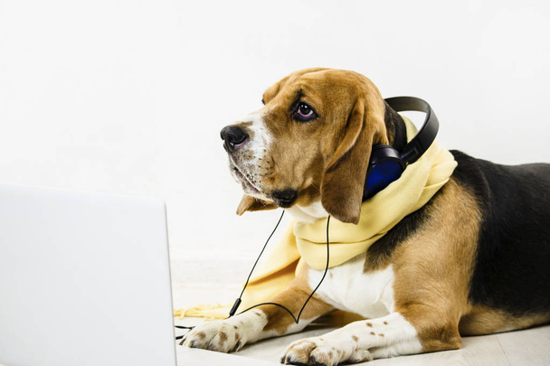 stylish cute funny beagle dog watching laptop and listening to music on the floor - Zdjęcie, obraz