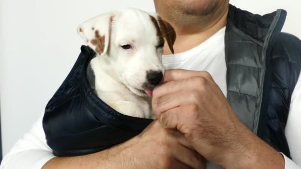 Man in in a blue vest holds a puppy in his arms. - Séquence, vidéo