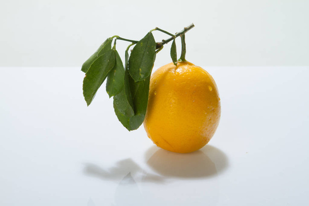 Citrus fruits, lemons on a white background with leaves. - Photo, Image