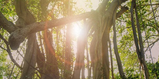Лісові дерева. природа зелене дерево сонячне світло
 - Фото, зображення