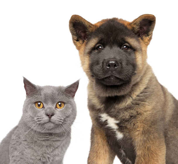 Kedi ve köpek birlikte, beyaz arka plan, ön görünüm üzerinde izole. Hayvan Tema - Fotoğraf, Görsel