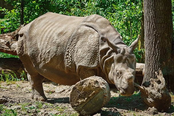 Rhinoceros (Diceros Bicornis). Rhinoceros Family are Some of the Largest Remaining Megafauna.  - Фото, изображение