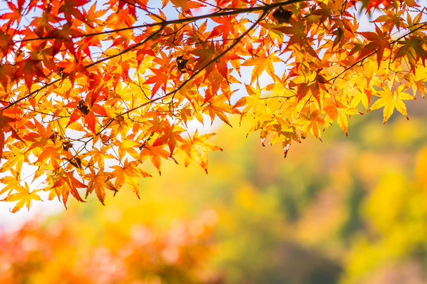 Kaunis punainen ja vihreä vaahteranlehti puussa syksyllä
 - Valokuva, kuva