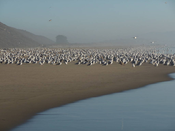 Flock of birds wintering on sandy beach along central California coast - Photo, Image