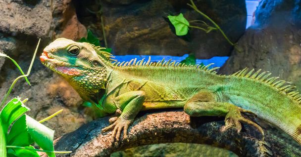 kolorowe zielone iguana z otwartymi ustami siedzi na gałęzi drzewa tropikalny terrarium pet - Zdjęcie, obraz