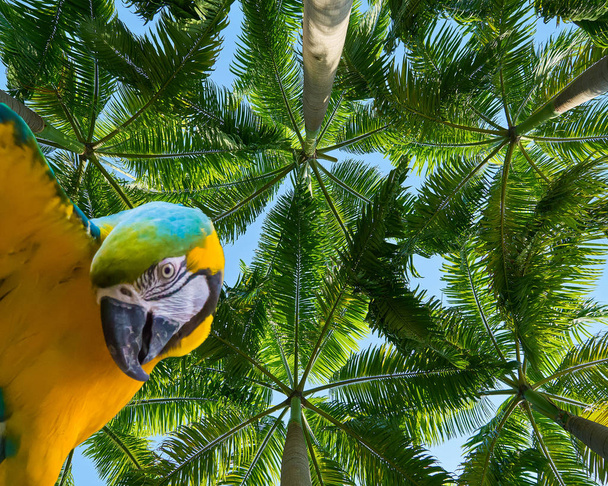 ヤシの木と美しい熱帯の背景に隔離された面白い青と黄色のマカウのオウム - 写真・画像