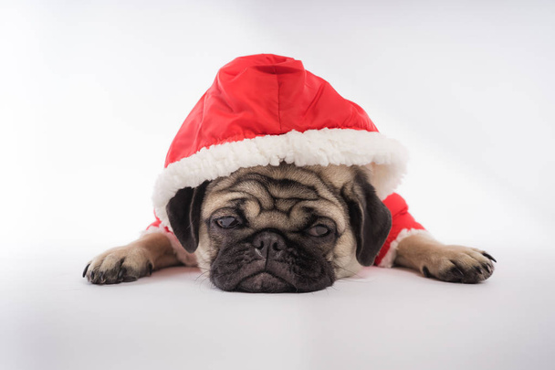 The puppy of a pug, on an orange background. Dog in white jumpsuit - Foto, Imagem