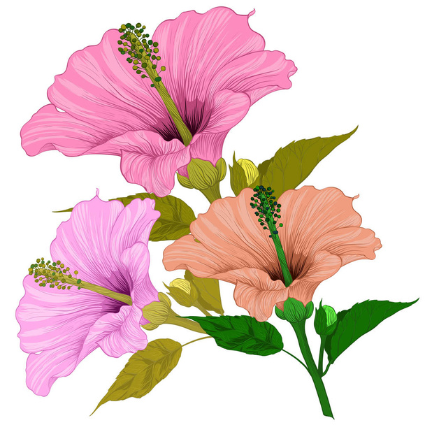 Vector. Hibiscus - flowers and buds.  Perfume and cosmetic plants. Wallpaper. Decorative composition. Use printed materials, signs, posters, postcards, packaging. - Vektor, obrázek