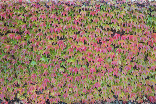 Φύλλα του φθινοπώρου κόκκινο για το φόντο του φράχτη - Φωτογραφία, εικόνα
