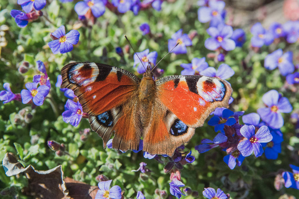 Zbliżenie: Monarch Butterfly zapylających na świeże kwiaty - Zdjęcie, obraz