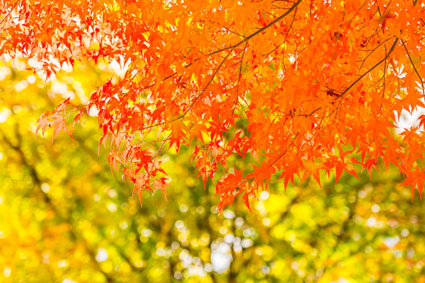 Όμορφο κόκκινο και το πράσινο Πλατανόφυλλο σε δέντρο στη φθινοπωρινή σεζόν - Φωτογραφία, εικόνα