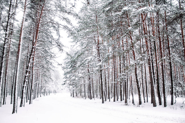 Una hermosa escena de temporada de invierno en época de Navidad
 - Foto, imagen