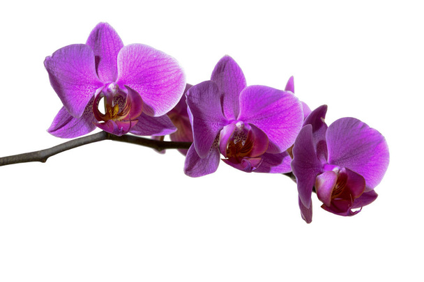 Sulu boya Pembe orkide çiçekler beyaz arka plan üzerinde izole. Vektör çizim - Vektör, Görsel