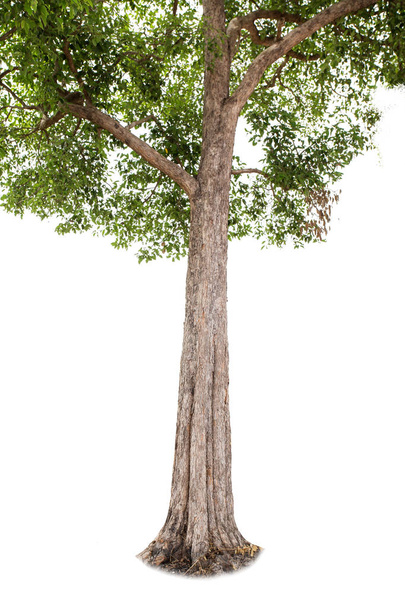 isolierter großer Baum auf weißem Hintergrund. tropische Bäume isoliert für Design, Werbung und Architektur verwendet - Foto, Bild