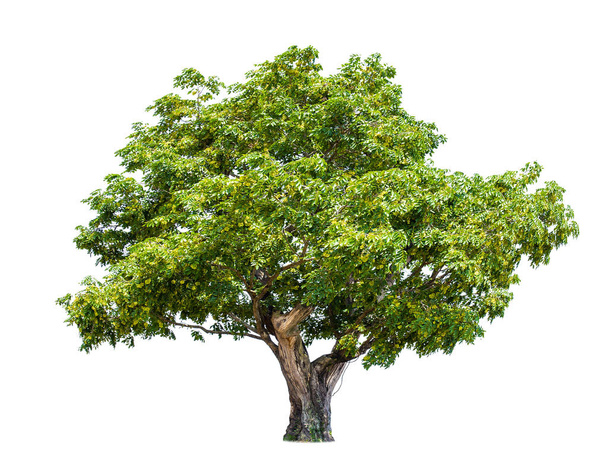 izolované velký strom na bílém pozadí. izolované tropické stromy používané pro design, reklamu a architekturu - Fotografie, Obrázek